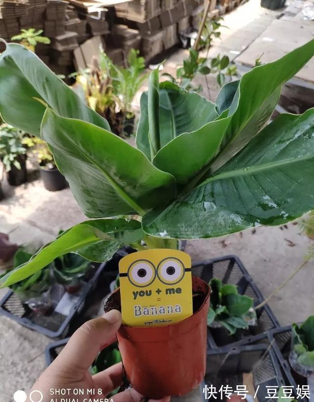 能盆栽的迷你香蕉树,比绿萝还耐阴的花,叶子亮得像打蜡!