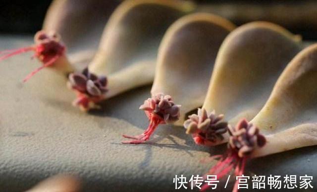 黄金秋季，养多肉可以大干一场，教你繁殖小窍门，一盆变百盆