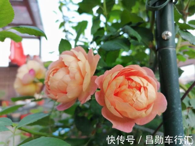 养花不会浇水吗?“六大口诀”记心间,养啥都能长得旺