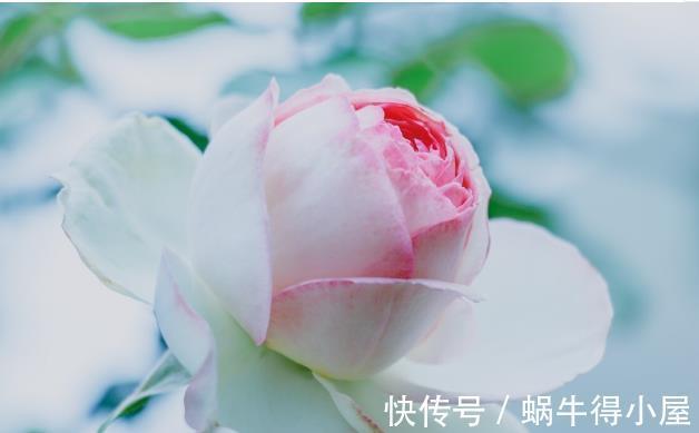 北方地区|北方种月季就是比南方好养又好看，别不服气，三个原因摆在这里