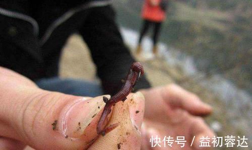 钩体|蚯蚓钓鱼使用小技巧,让钓鱼爱好者少走弯路