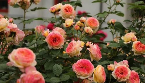  长势|漂亮花都是“急性子”，火急火燎冒花苞，长势旺，开了一茬又一茬