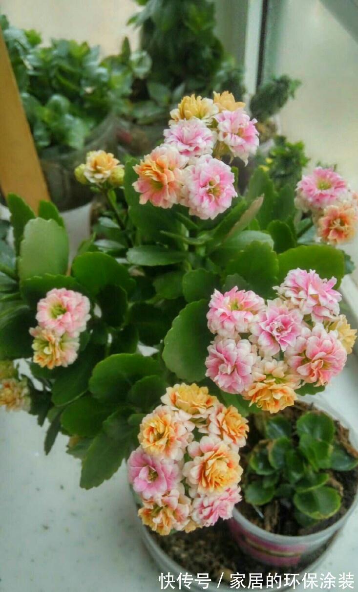 进入10月,建议扦插5种花,温度适宜利于生根,成活率直线上升