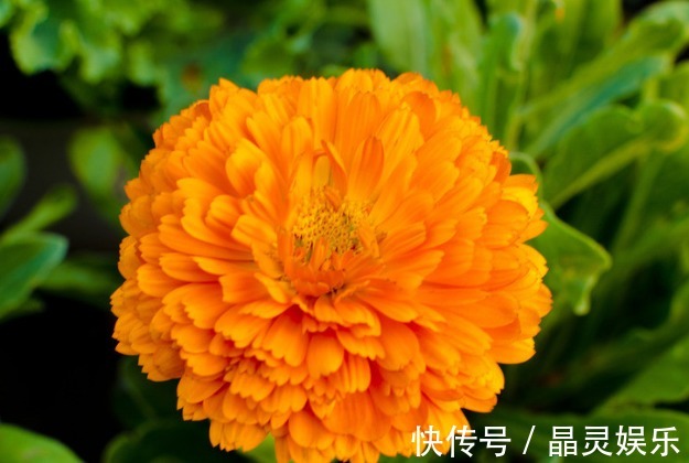 养花|家养“金盏花”，开花金灿灿，一开150天，比菊花好看，好养易活