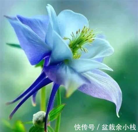 养花试试这几款，摆在室内，整个家里都飘满了香气