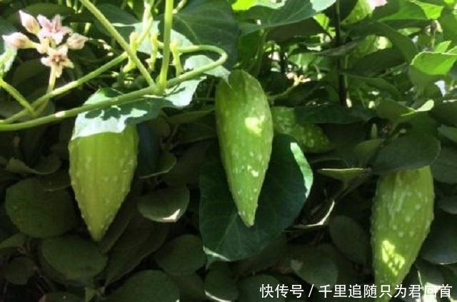 羊角菜|此杂草外形清新喜人，是中医界的“珍宝”，遇到可得保留好