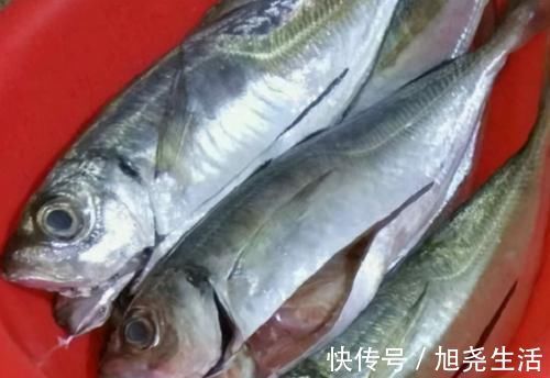 蒸鱼豉油|冬天碰到这鱼我从不还价,买它好几斤,酱油水简单一煮就很美味