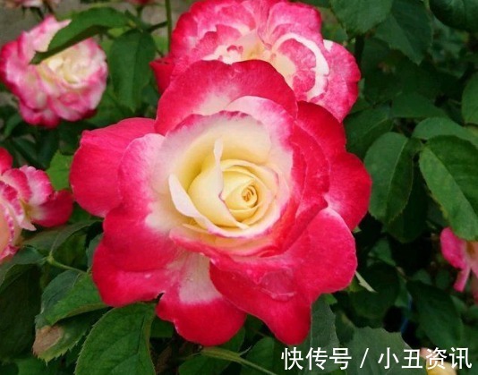 新手养花，不如养盆花中精品“泰姬”，花开似美姬，妖娆美丽