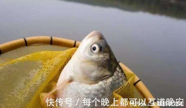 饵料|这东西常人难以接受,却是很不错的钓鱼饵料,钓鲫鱼鲤鱼效果绝佳