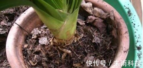 饼肥|家里养君子兰,一个施肥小技巧,叶片长得又厚又大,花开得非常多
