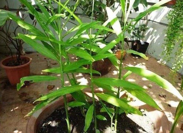 阳台上|一个废油桶里面丢一块姜,一年收获一大盆,省钱又好看