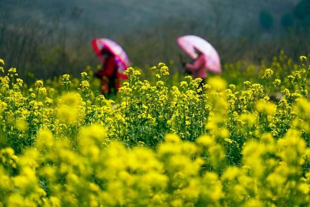 花开引客来