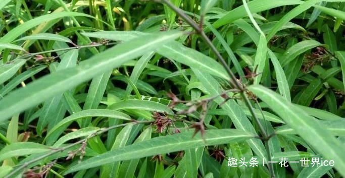 白家庄|一种草药，专治咳嗽，祛痰止咳效果显著，山上很多，请您识别