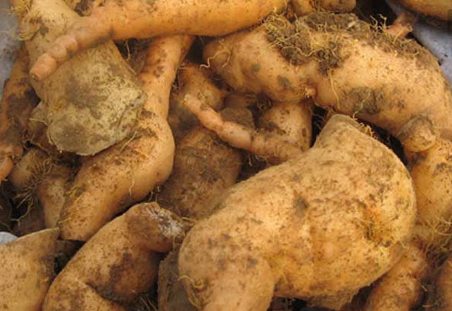 泡水|退休中医男性50岁以后,常用4样中药泡水喝,固肾气、养肾脏