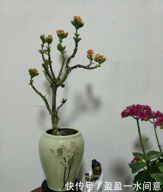 长寿花土里埋点“它”,7天蹭蹭冒白根,轻松度夏,独苗变老桩!