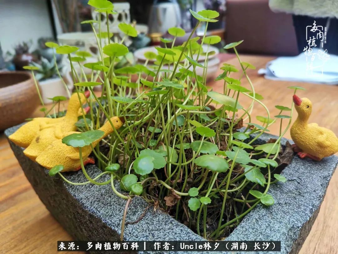 多肉植物|多肉庭院慢生活种一片多肉,喝一杯果酒,泡一壶清茶!