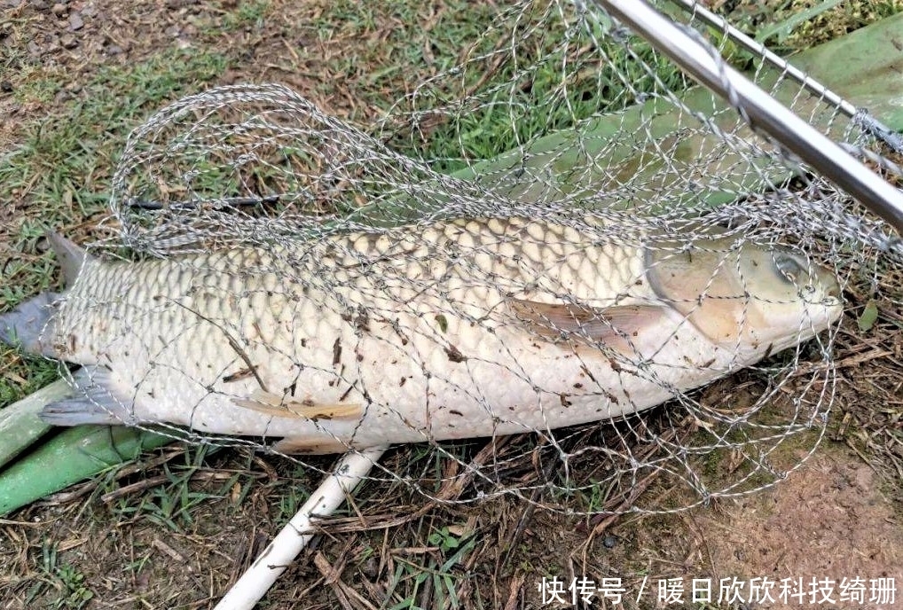 滤食性|用小麦垂钓鲫鲤草鳊，有时爆护有时空军，主要看方法是否得当