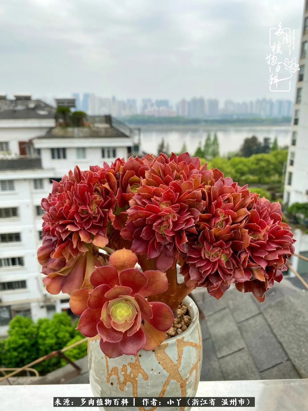 祖上无院家里无矿,一腔浪漫情怀付诸楼顶造花!