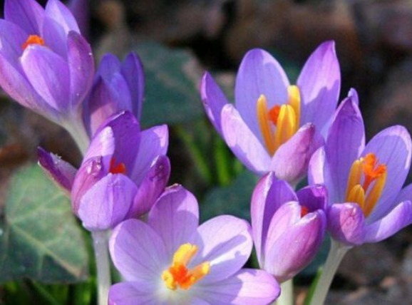 花色|最美的5种菊花,好看好养颜值高,娇艳妖烧,花型圆滚奇特惹人爱