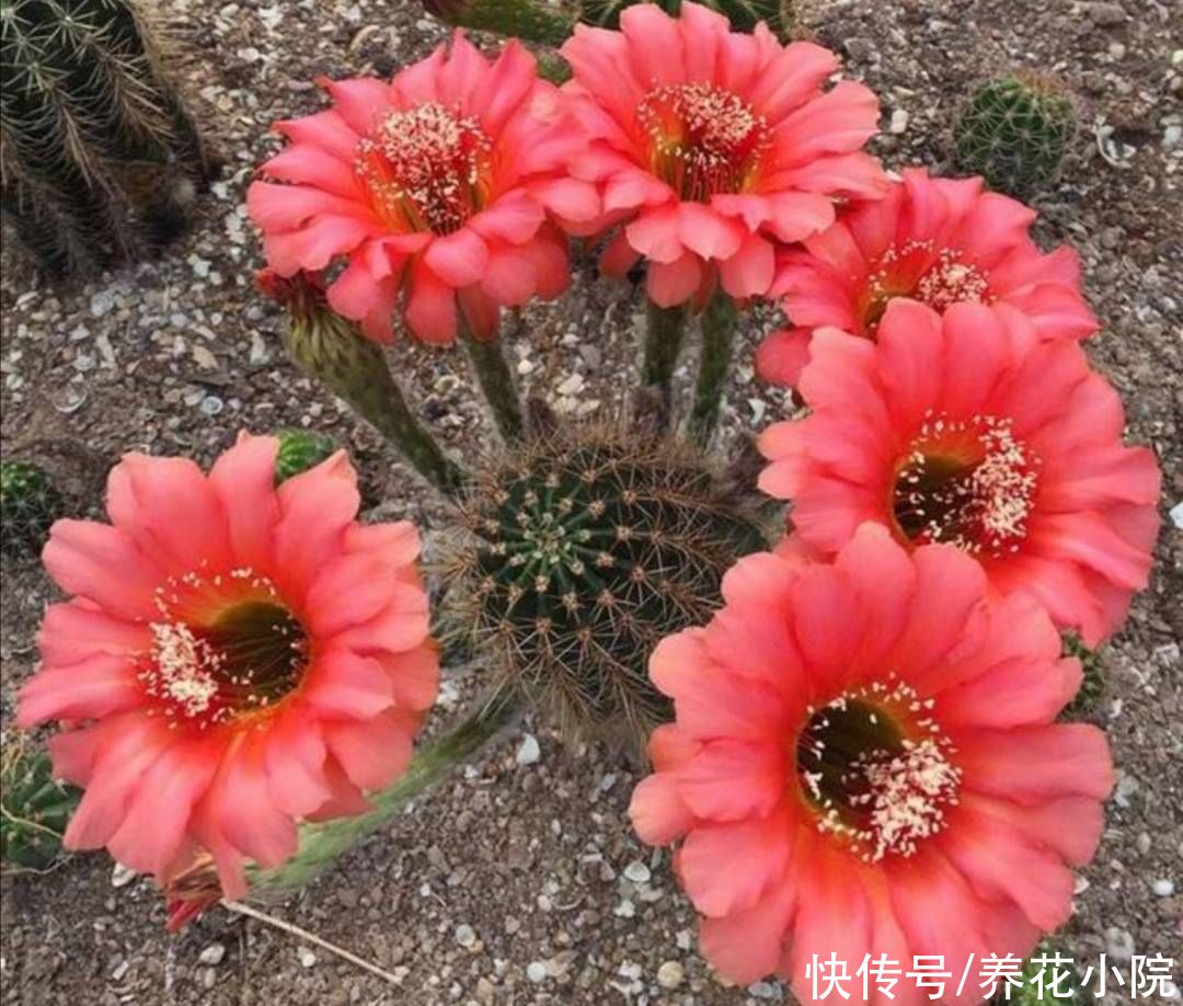 君子兰|6种花怕水涝，浇水太勤总也养不好，不是烂根就是黄叶