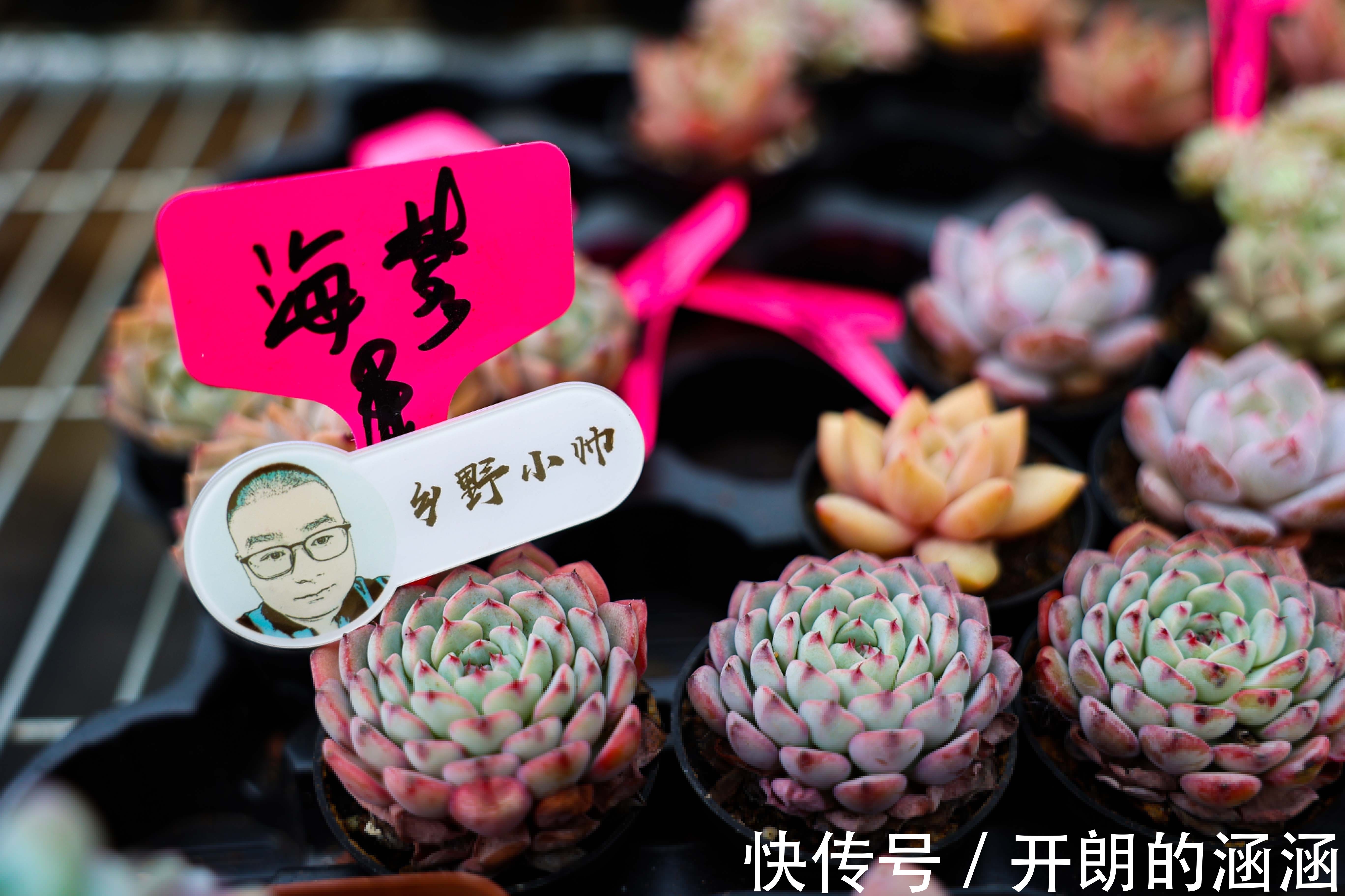 大棚新品盘点,蒂亚、福娘、侧影,冬天里的高颜值多肉