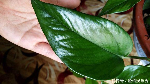 什么淘米水、啤酒水，都不如1勺“溶液”，家家都有，养啥旺啥