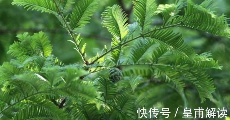 药用价值|专家:寒热毒气重,莫慌!常食此野果,理气止痛,赶走体内寒毒