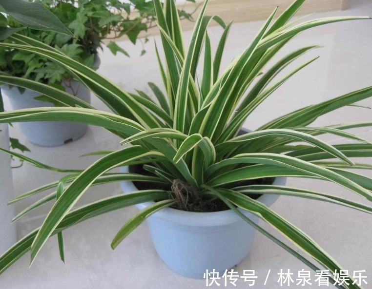 绿豆瓣|空调房养花难选对了花就容易，推荐“这三种花”，随便养都爆盆