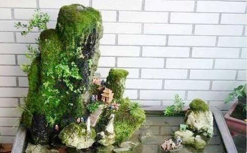 苔藓|路边常见的“它”,挖一块铺花盆里,不花一分钱,15天后收获惊喜