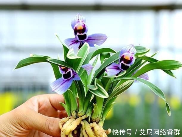 兰花|我国最香的花，比桂花香100倍，老公把院子的桂花全都拔光了