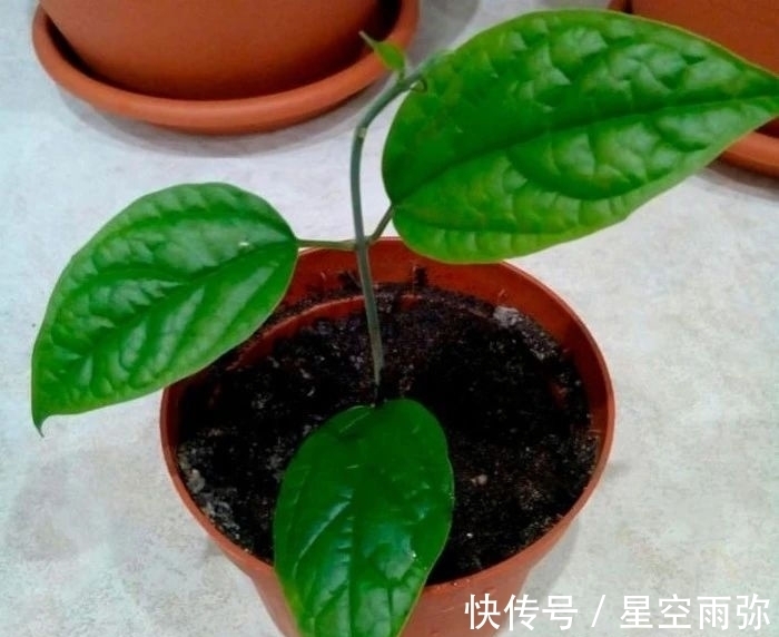 龙吐珠|每年春节前后,除了年宵花,买盆龙吐珠也不错,好看的半藤本花卉