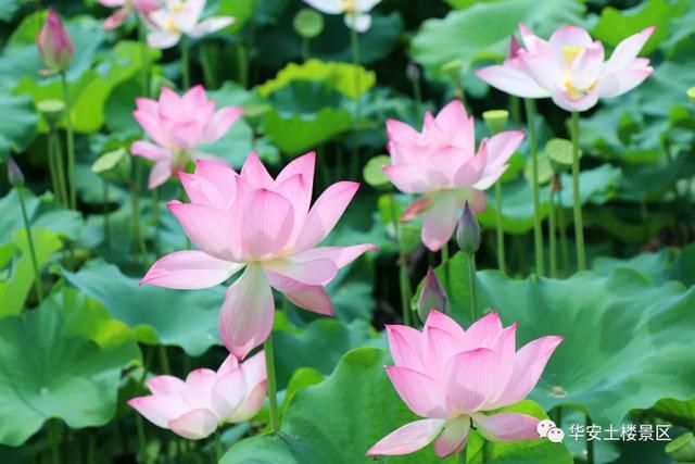 荷花池|荷花、水稻、看云卷云舒，华安土楼的夏天，总有一样打动你