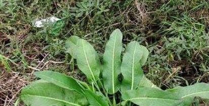 常吃|人到中年常吃几种食物,补充营养,延缓衰老,爱吃就赚了