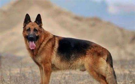 佛格|溥仪有条爱犬叫佛格,他高价将其从德国购来,为何它最后消失了