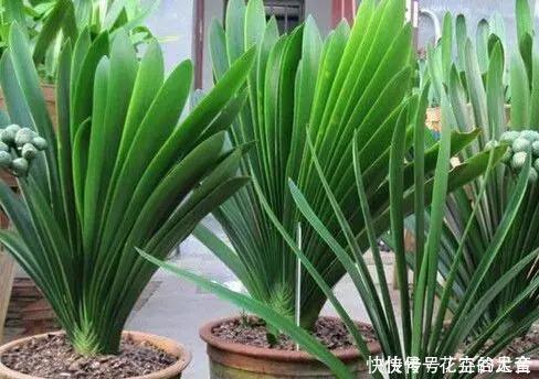 君子兰|养君子兰趁现在,多做2件事,长成大白菜,满盆冒花箭