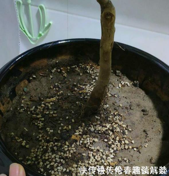 养花的土变硬了老花匠别铲，浇上“1种水”，30天变疏松