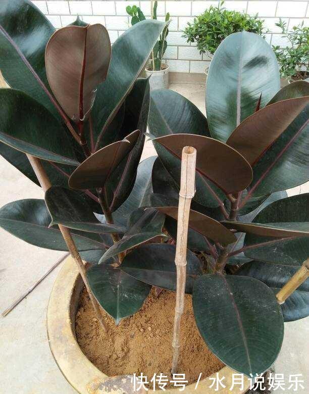 多肉|养多肉的盆土板结硬邦邦不想换盆怎么办一根牙签,一根吸管搞定