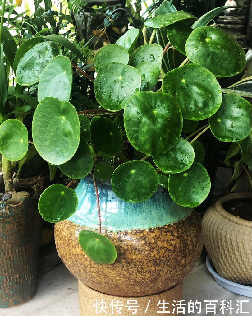 家里养盆老人须,不用土不用盆,挂起来就能养