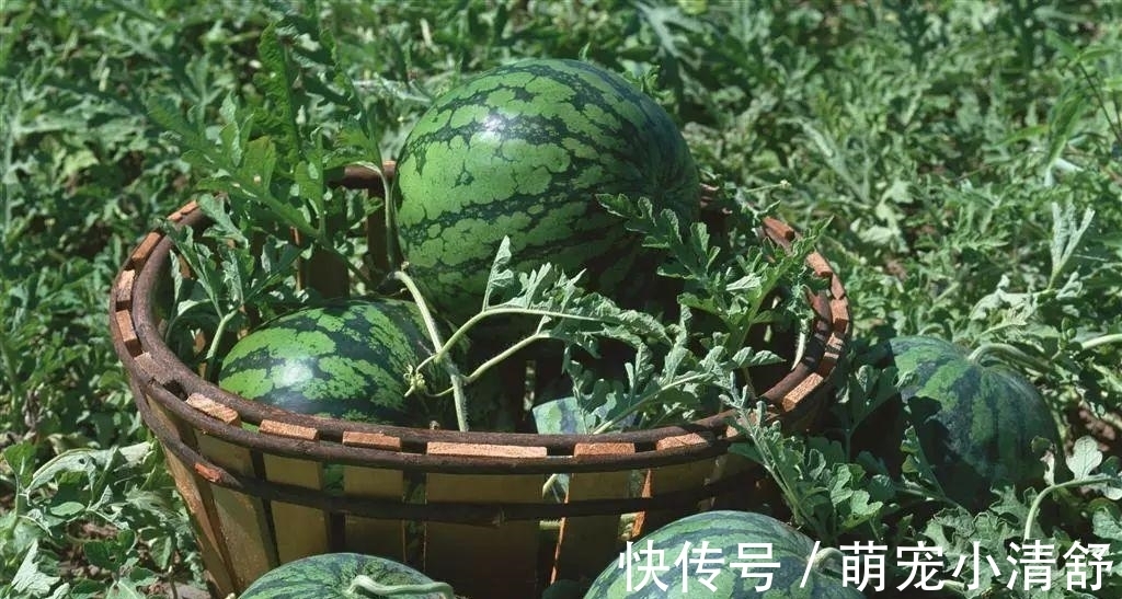 葡萄|要减肥,建议别吃这4种水果,含糖量极高,比油炸食品还容易长胖