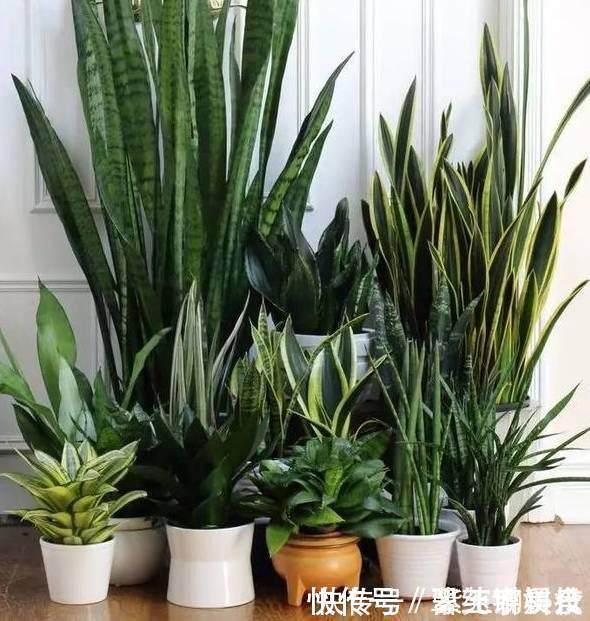 种花|这6种花超耐阴,放在卫生间养,不仅能消除异味还能净化空气!