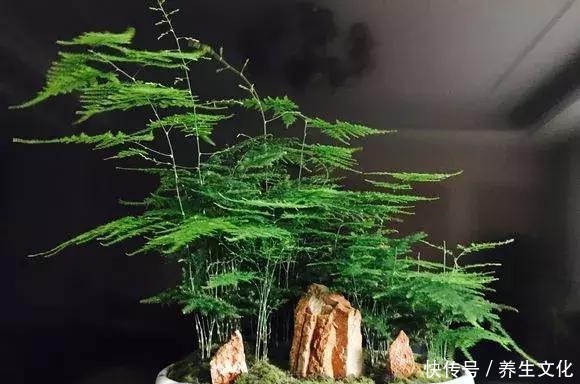 3种盆栽,一个比一个贵,撒下种子,开花一大片,个个都金贵!