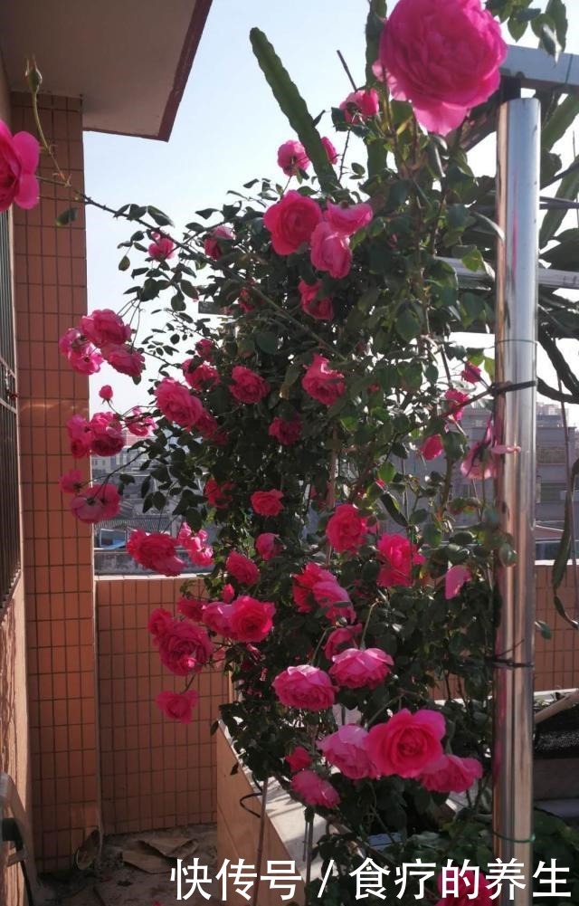此款藤本植物,长势超快,一年可养成花墙,全年开花,你值得拥有!