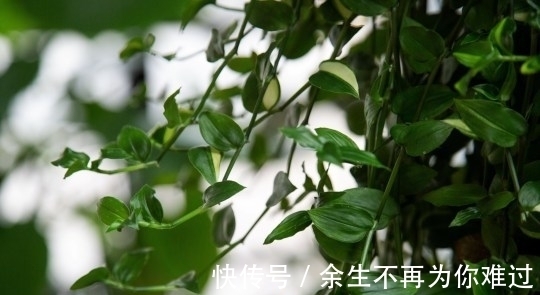 真土豪!英国小伙家里养珍奇植物,单一片叶子就能卖上10万