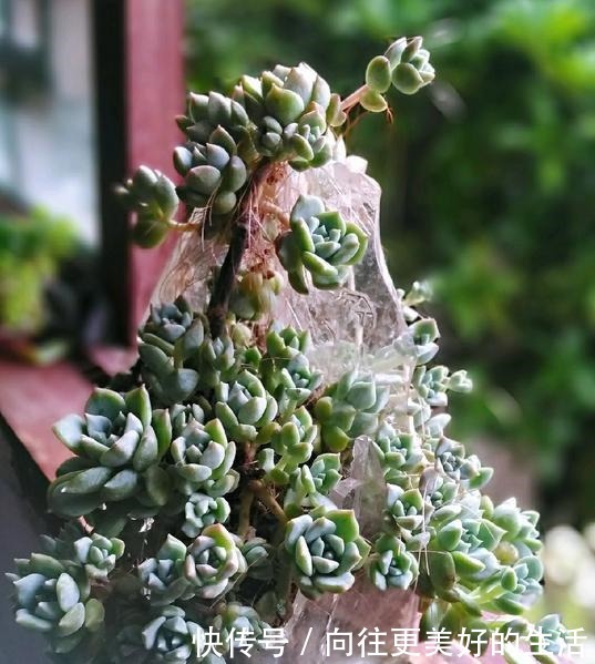 养多肉,不再为缺少花盆发愁,取一瓢,取一碗,取一瓶都能养!