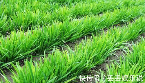 这件事|每天吃大蒜可以降血脂?大夫:大错特错,真正降血脂的是这件事