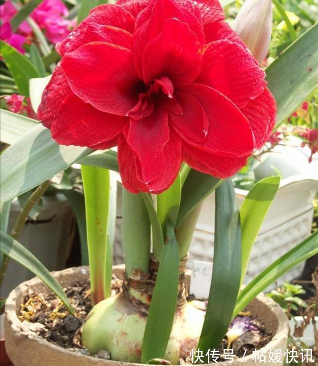 光照|春天养这花,花大如碗,独特漂亮,开完后,简单处理后 能再开花