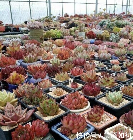 多肉小菜虫:多肉桃蛋胖到炸裂,也适用于所有景天肉!