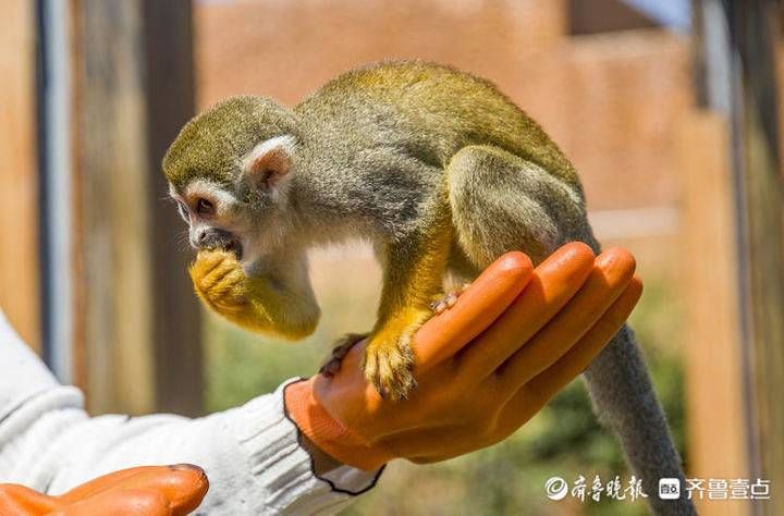 7.5万人次打卡济南野生动物世界！活动将持续进行|他乡与故乡| 7.5万人次打卡济南野生动物世界！活动将持续进行\＂,\＂i12\＂:\＂他乡与故乡