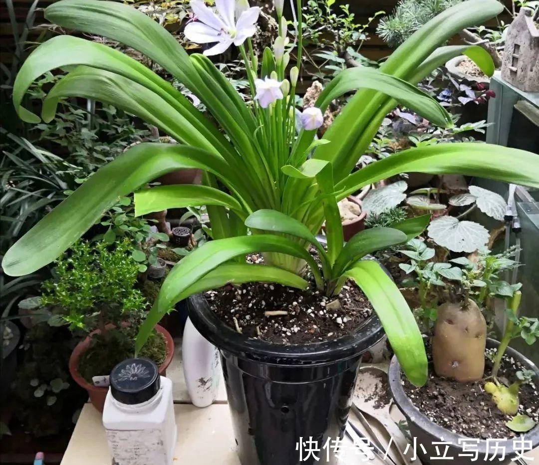 缺德商贩,把“绿化草”包装成“进口花”来卖,上当的人真不少