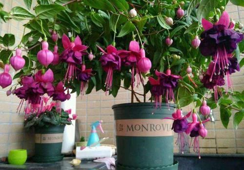 养了一盆花，挂满各种“小花灯”，喜欢春秋天，夏天“度夏死”